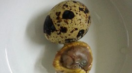 Balut Food Wallpaper For IPhone