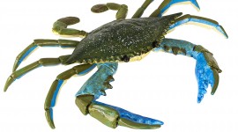 Blue Crab Desktop Wallpaper Free