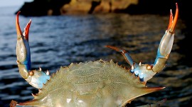 Blue Crab Wallpaper 1080p