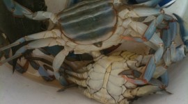 Blue Crab Wallpaper For IPhone