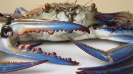 Blue Crab Wallpaper HD