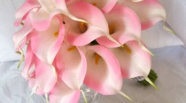 Callas Flowers Wallpaper For Android#1