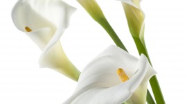 Callas Flowers Wallpaper For Android#3
