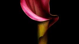 Callas Flowers Wallpaper For IPhone#1