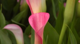 Callas Flowers Wallpaper For IPhone#2