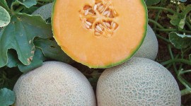 Cantaloupe Wallpaper For IPhone