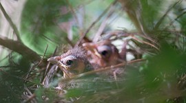 Cardinal Chicks In Nest Photo Free