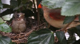 Cardinal Chicks In Nest Pics#1