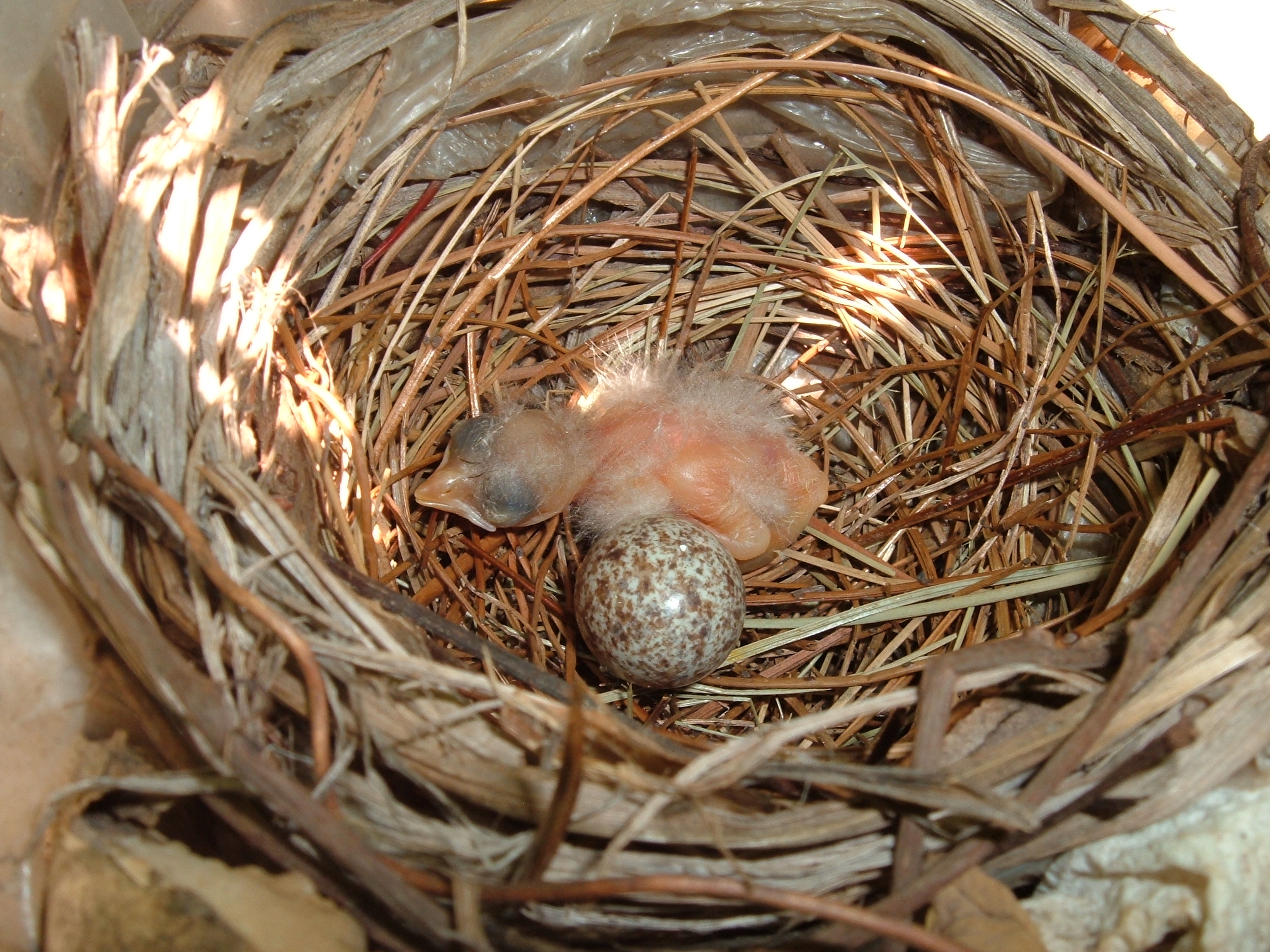 Cardinal Chicks In Nest Wallpapers High Quality | Download Free