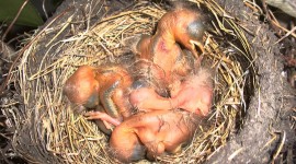 Cardinal Chicks In Nest Wallpaper HQ