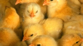 Chicks Wallpaper For IPhone