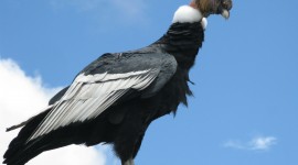 Condor Photo