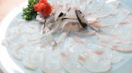 Fish Fugu Photo Download