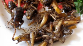 Grasshoppers Food Wallpaper Free