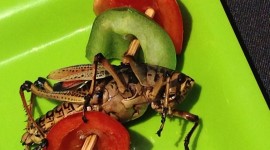Grasshoppers Food Wallpaper HQ
