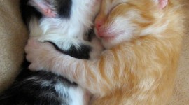 Hugging With A Cat Wallpaper Download Free