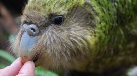 Kakapo Wallpaper Download