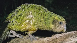 Kakapo Wallpaper Download Free