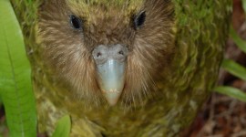 Kakapo Wallpaper For IPhone