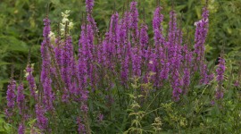 Loosestrife Photo Download