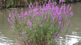 Loosestrife Photo Download#1