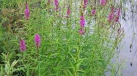 Loosestrife Wallpaper For Android