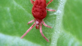Mites Wallpaper For IPhone