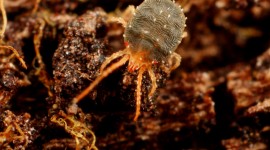 Mites Wallpaper For IPhone Free