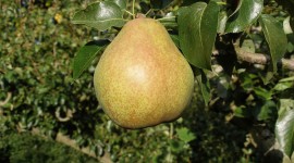 Pears Desktop Wallpaper