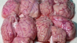 Pork Brains Photo Free