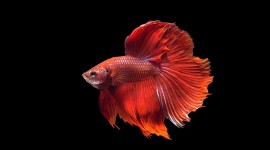 Red Fish Desktop Wallpaper