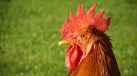 Rooster Combs Photo Free