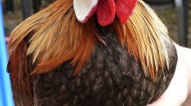 Rooster Combs Wallpaper For Android#1