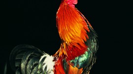 Rooster Combs Wallpaper For IPhone