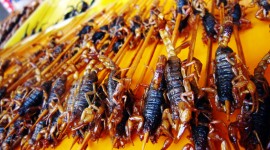 Scorpions Food Desktop Wallpaper HD