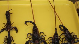 Scorpions Food Photo Download