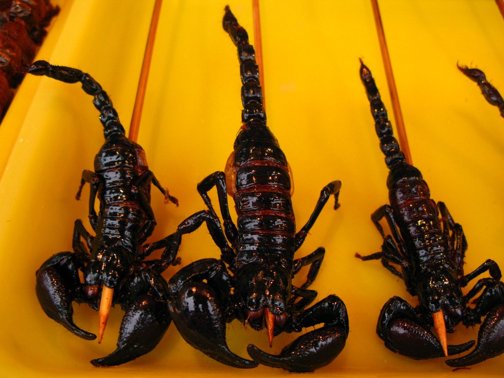 Scorpions Food wallpapers HD