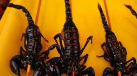 Scorpions Food Wallpaper