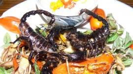 Scorpions Food Wallpaper Free
