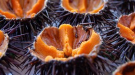 Sea Urchin Caviar Best Wallpaper