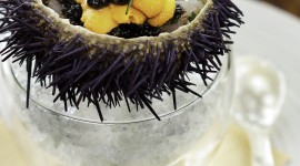 Sea Urchin Caviar Wallpaper For Android
