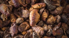 Silkworm Pupae Photo