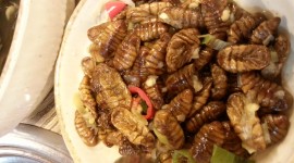 Silkworm Pupae Photo Free