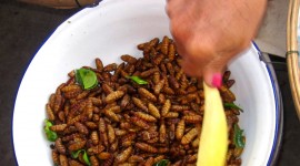 Silkworm Pupae Wallpaper For Android