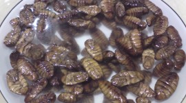 Silkworm Pupae Wallpaper Free