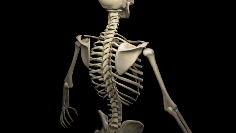 Skeleton wallpapers high quality