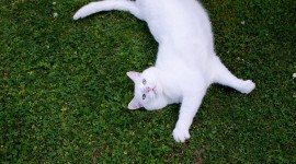 White Kitten Wallpaper Download