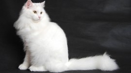 White Kitten Wallpaper For PC