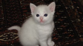 White Kitten Wallpaper High Definition