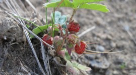 Wild Strawberry Photo